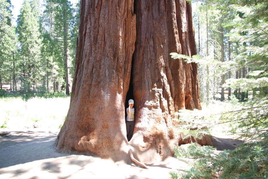 Sequoia National Forest